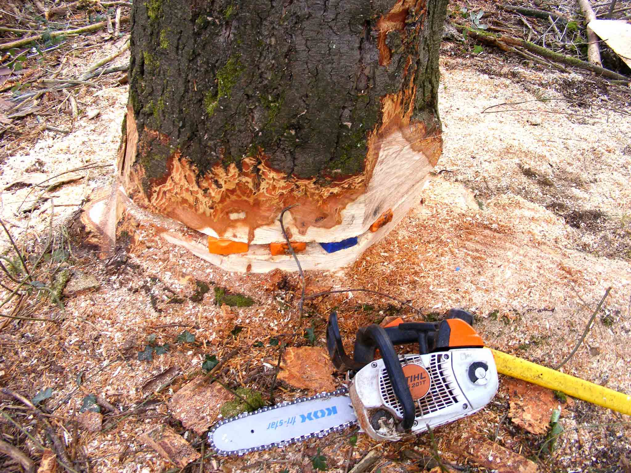 Elagage Débroussaillage Taille des arbres Ardèche Abattage