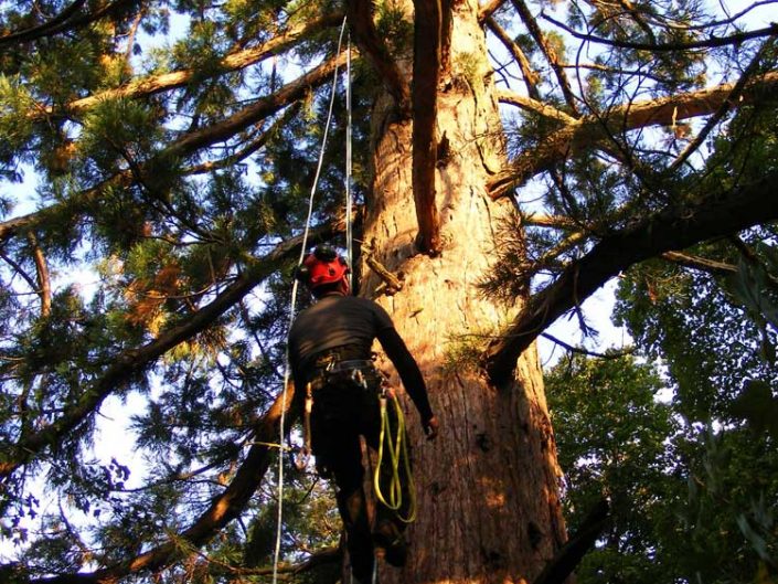 Elagage Débroussaillage Taille des arbres Ardèche