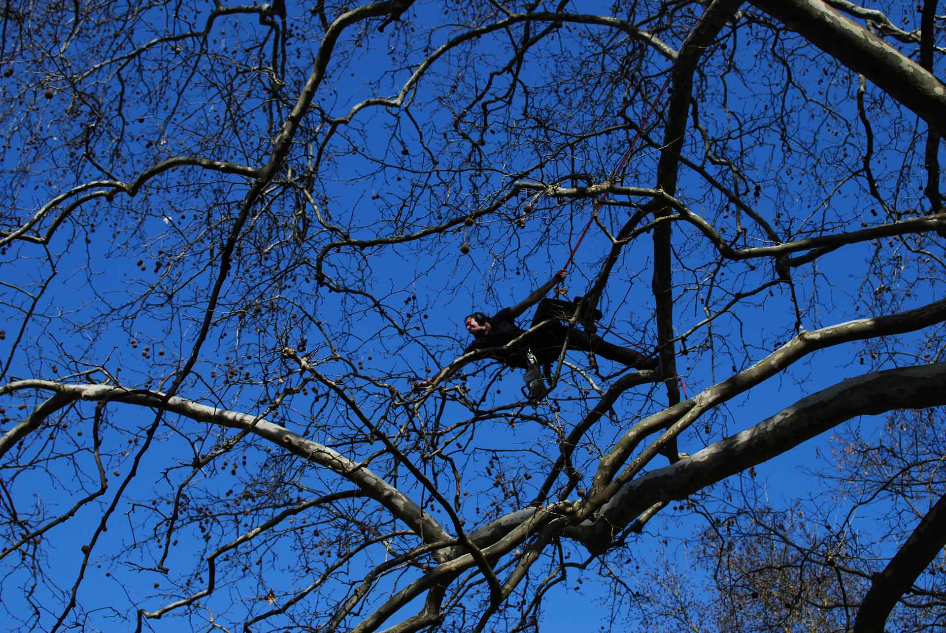 Elagage Débroussaillage Taille des arbres Ardèche