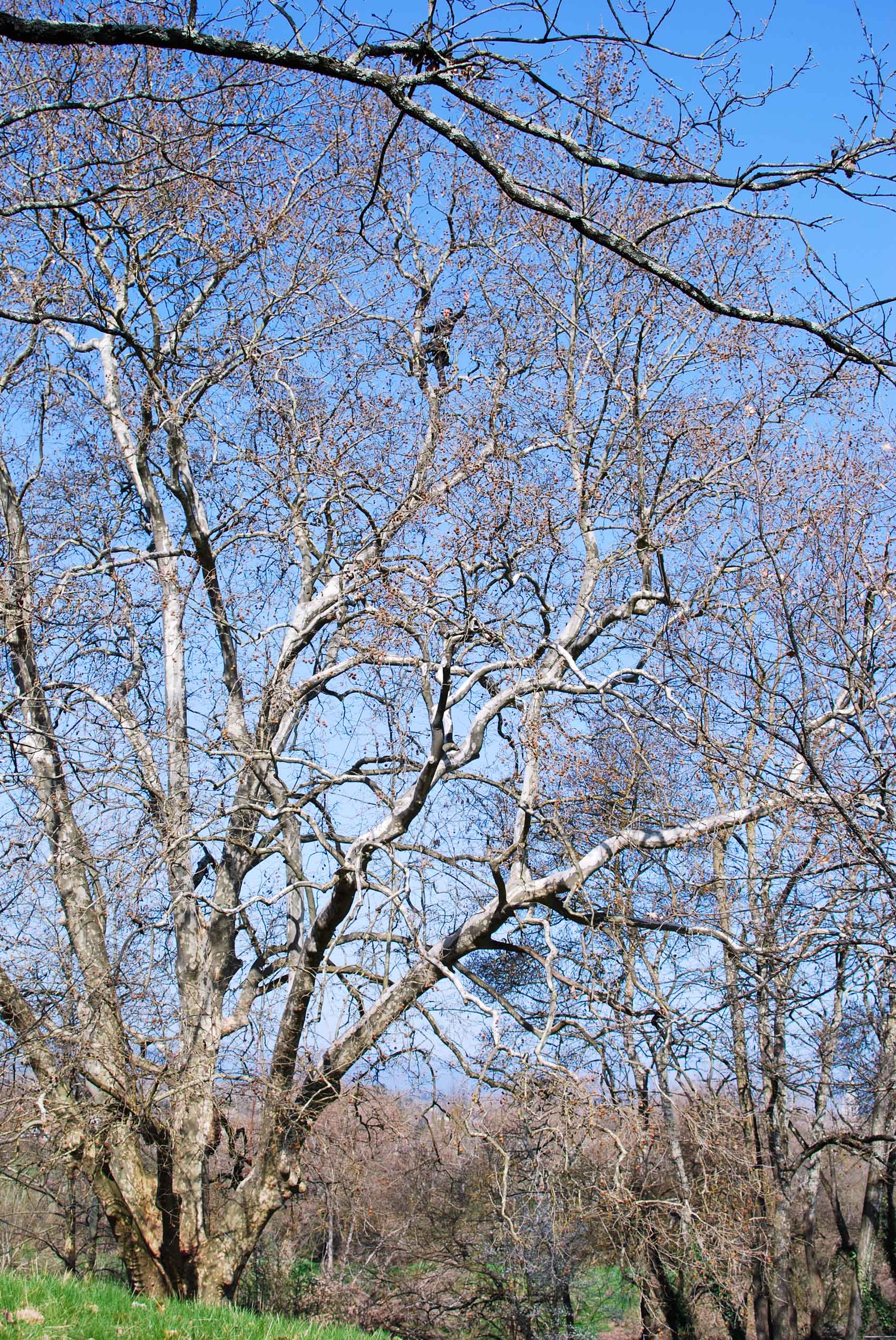 Elagage Débroussaillage Taille des arbres Ardèche Abattage