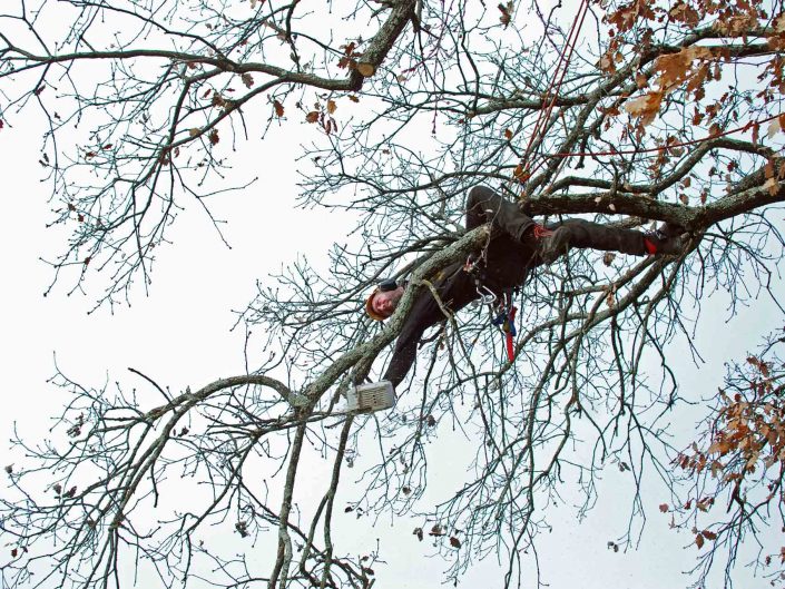 Abattage Débroussaillage Taille des arbres Elagage Ardèche