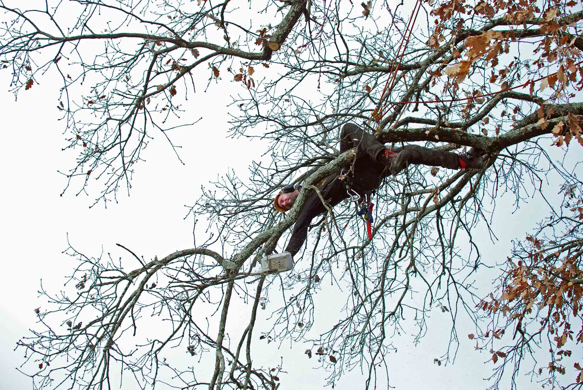 Abattage Débroussaillage Taille des arbres Elagage Ardèche